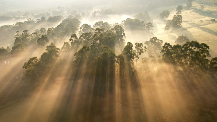 A photo of sun rays shining through mist and trees as seen from a hot air balloon; photo by Steve Lacy