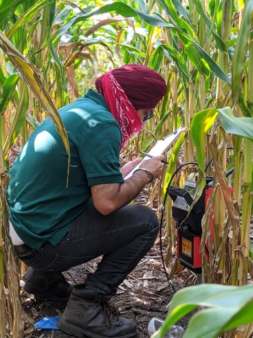 A photo of Gurparteet (GP) Singh conducting research in a corn field